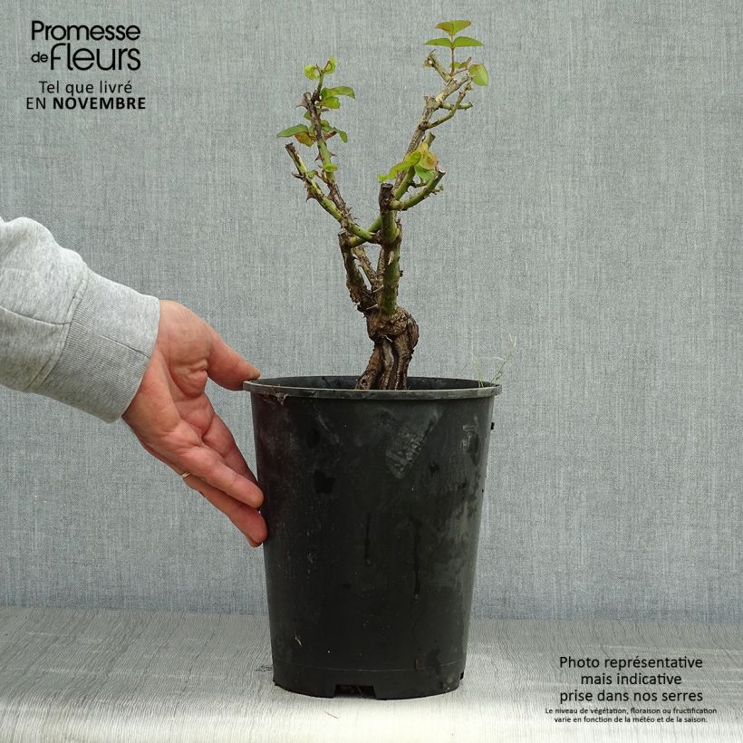 Amostra de Roseira antiga Joseph's Coat Vaso de 4 L/5 L tal como entregue no outono