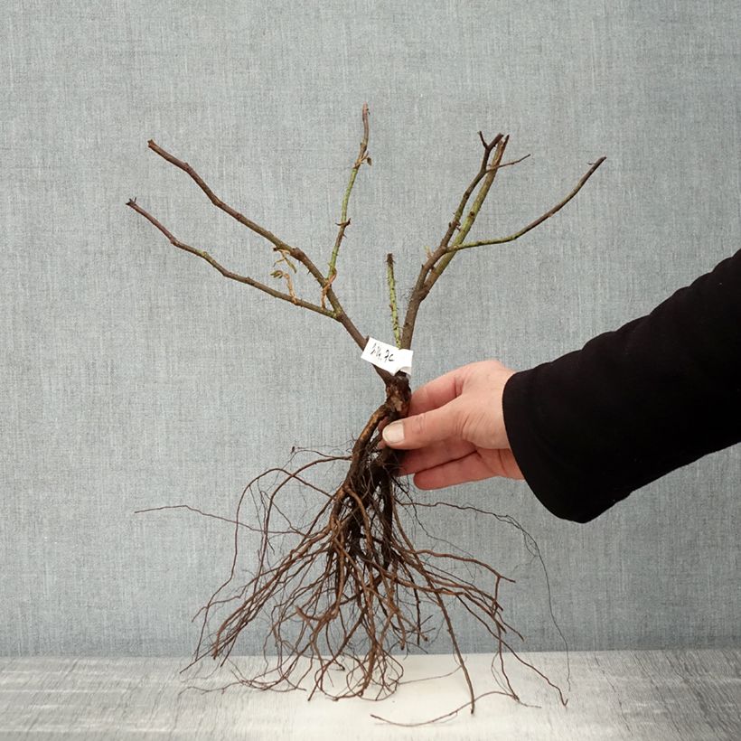 Amostra de Roseira antiga Kazanlik Raízes nuas tal como entregue no inverno