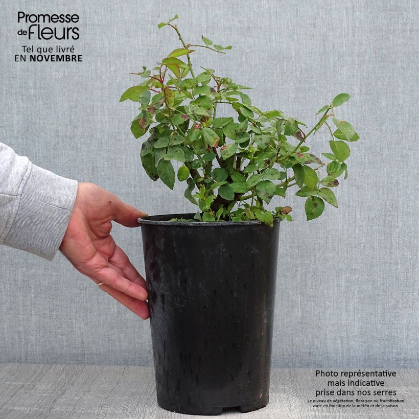 Amostra de Roseira antiga Reine Victoria Vaso de 4 L/5 L tal como entregue no outono
