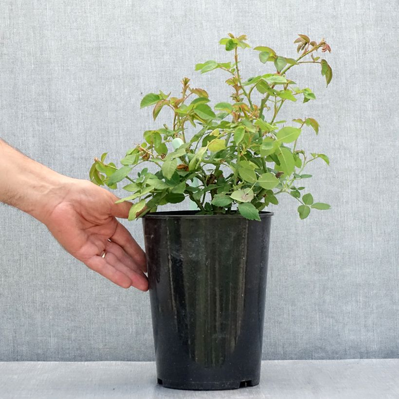 Amostra de Roseira antiga Reine Victoria Vaso de 4 L/5 L tal como entregue no verão
