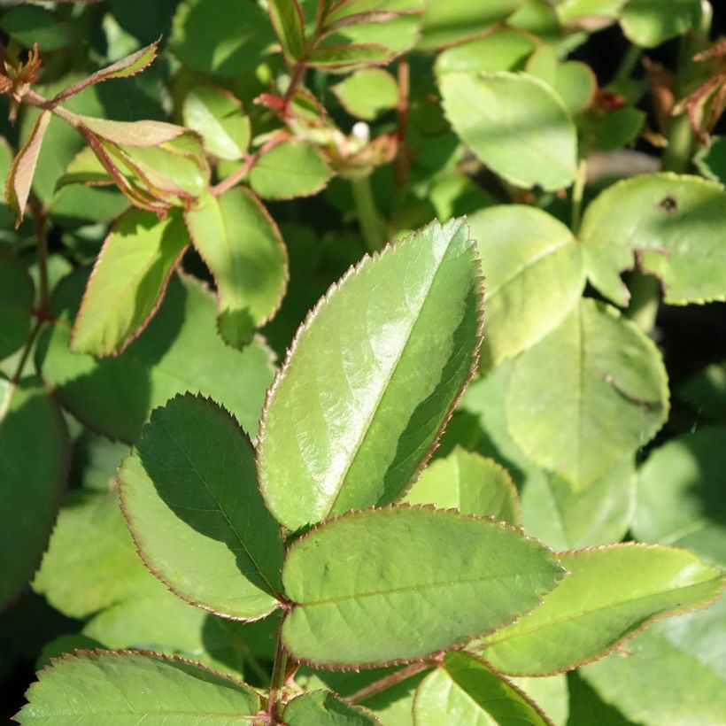 Roseira antiga Reine Victoria (Folhagem)
