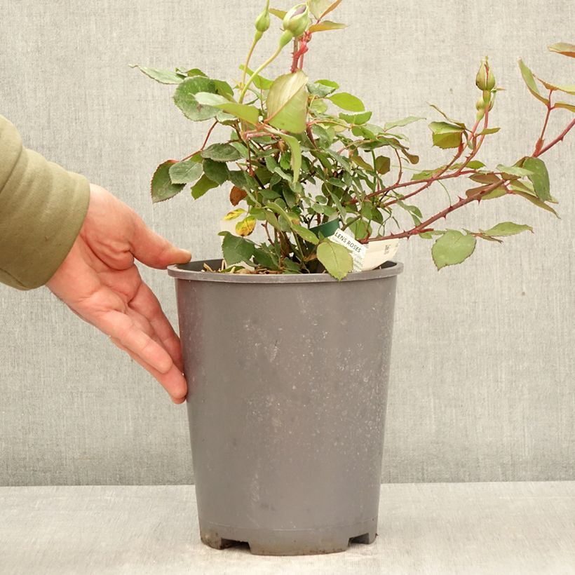 Amostra de Roseira antiga Louis XIV Vaso de 4 L/5 L tal como entregue na primavera