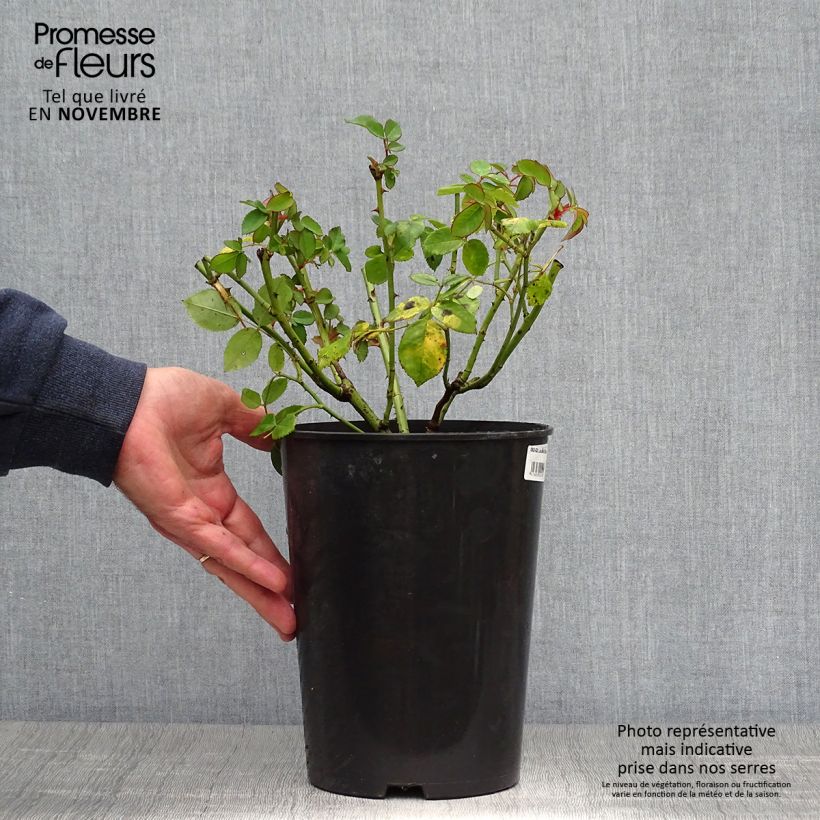 Amostra de Roseira antiga Louise Odier Vaso de 4 L/5 L tal como entregue no outono