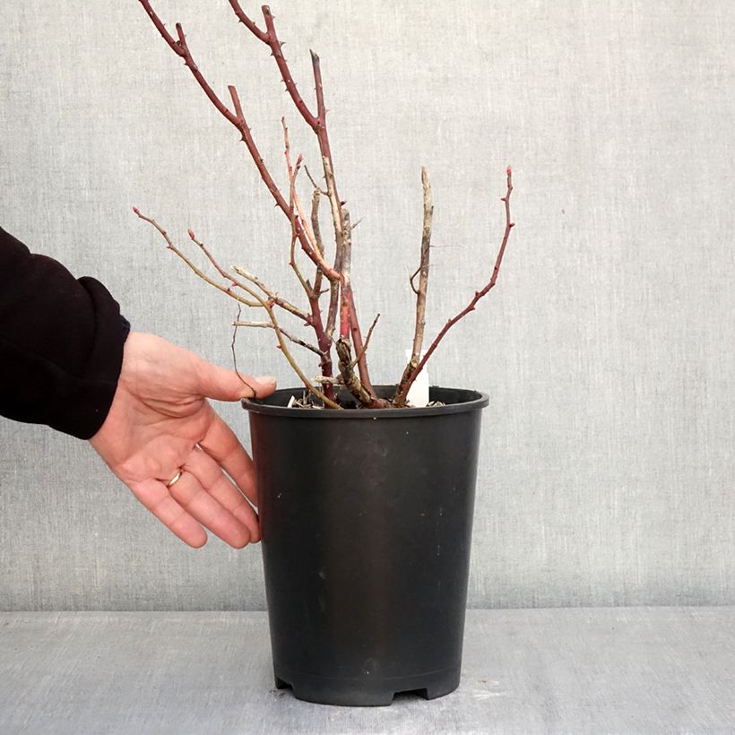 Amostra de Roseira antiga Madame Ernest Calvat Vaso de 4 L/5 L tal como entregue no inverno