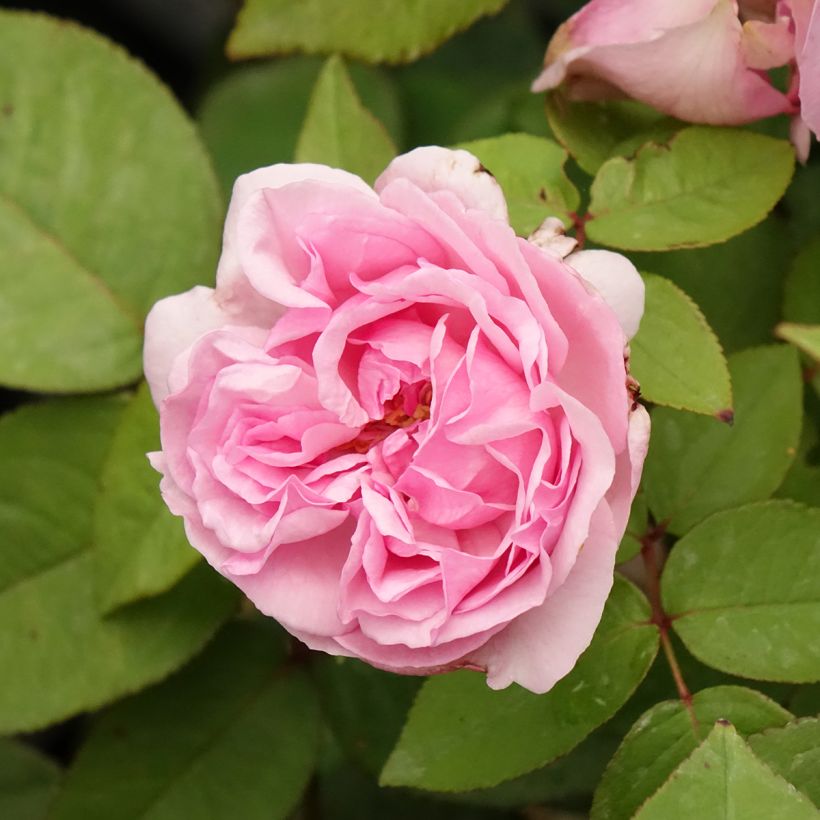 Roseira antiga Madame Ernest Calvat (Floração)