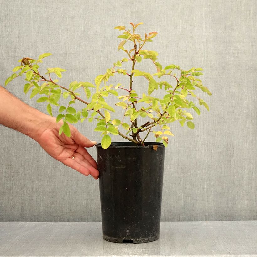 Amostra de Roseira antiga Marguerite Hilling Vaso de 4 L/5 L tal como entregue no verão