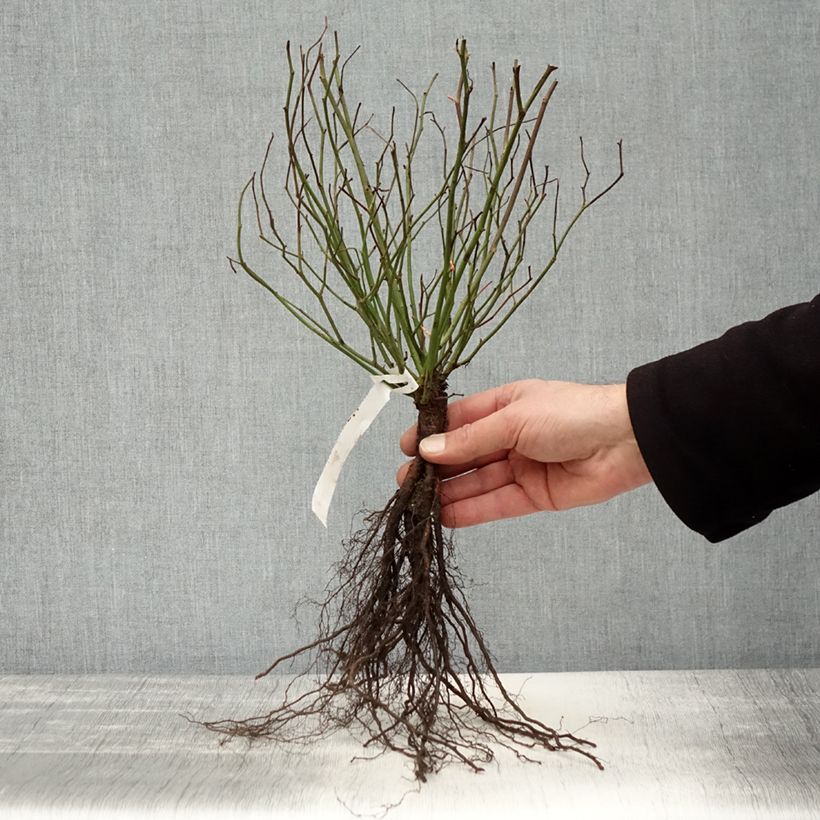Amostra de Roseira antiga Marie Pavie Raízes nuas tal como entregue no inverno