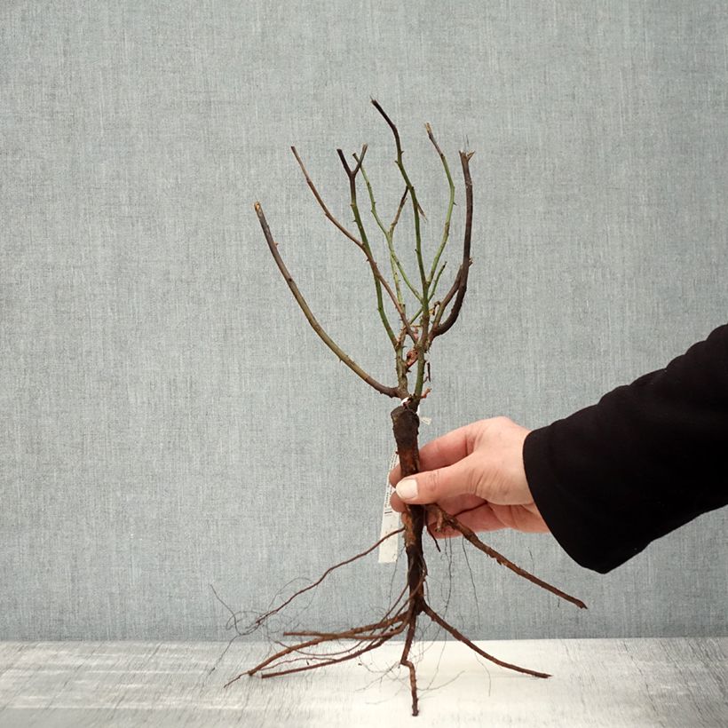 Amostra de Roseira antiga Mme Issac Pereire Raízes nuas tal como entregue no inverno