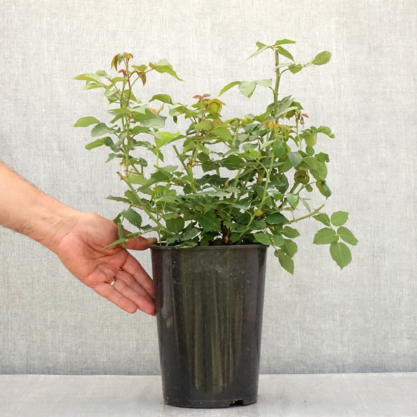 Amostra de Roseira antiga Mme Issac Pereire Vaso de 4 L/5 L tal como entregue no verão
