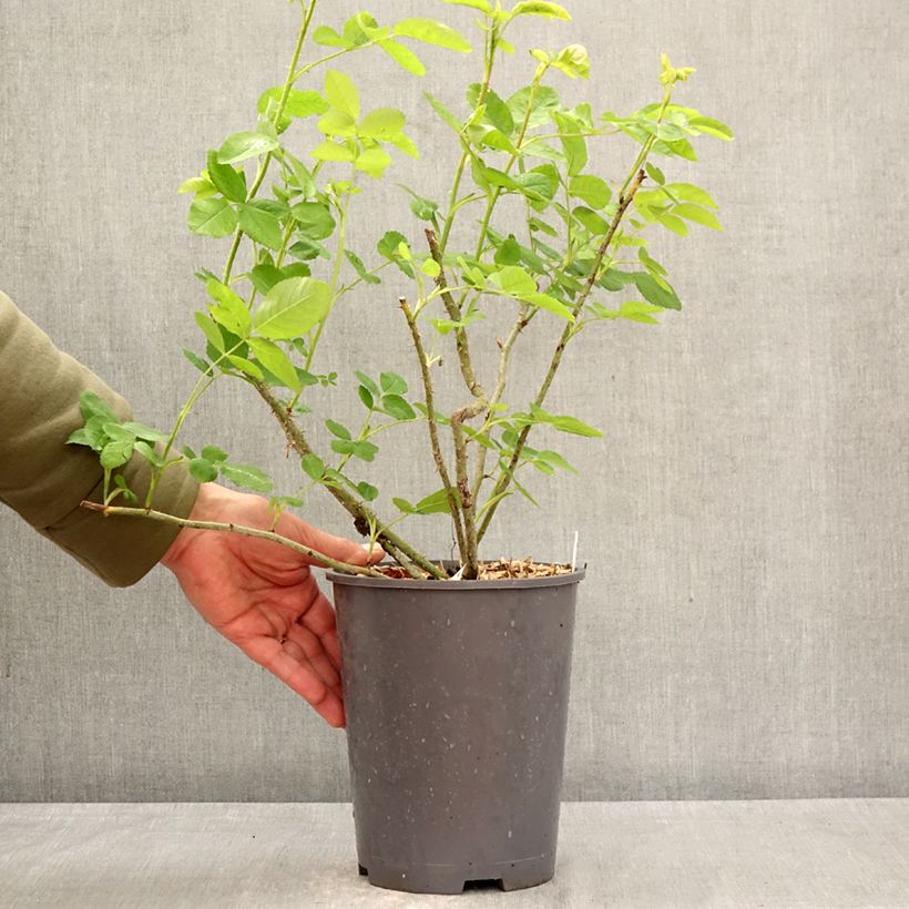 Amostra de Roseira antiga Salet Vaso de 4 L/5 L tal como entregue na primavera