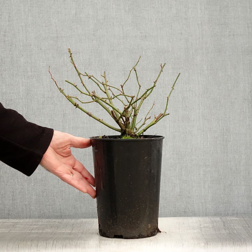 Amostra de Rosier ancien Mozart Vaso de 3 L/4 L tal como entregue no inverno