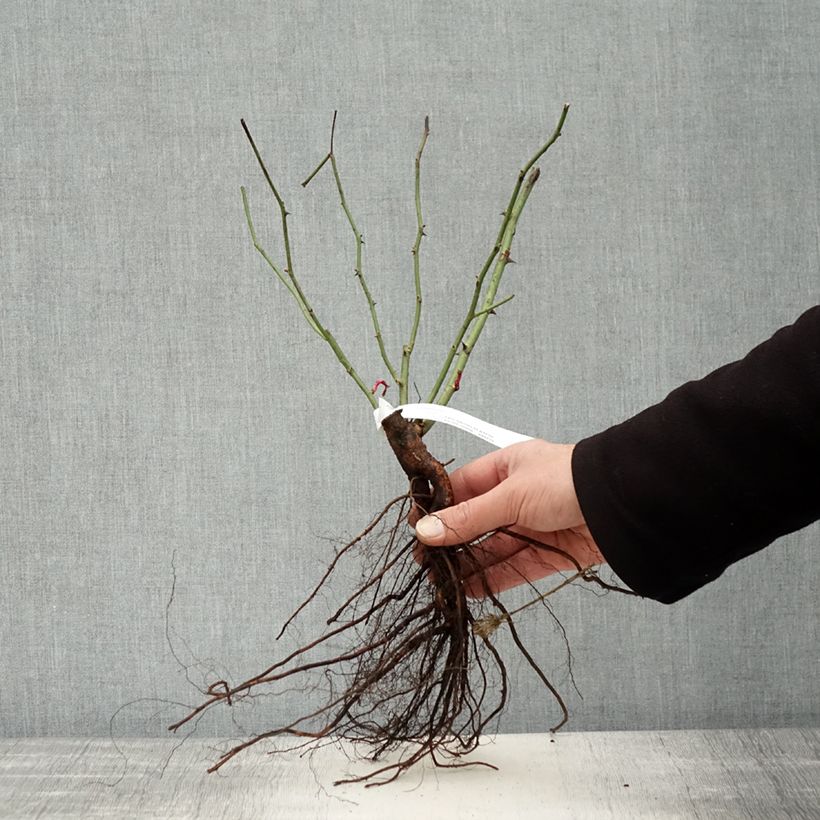 Amostra de Rosier ancien Mozart Raízes nuas tal como entregue no inverno