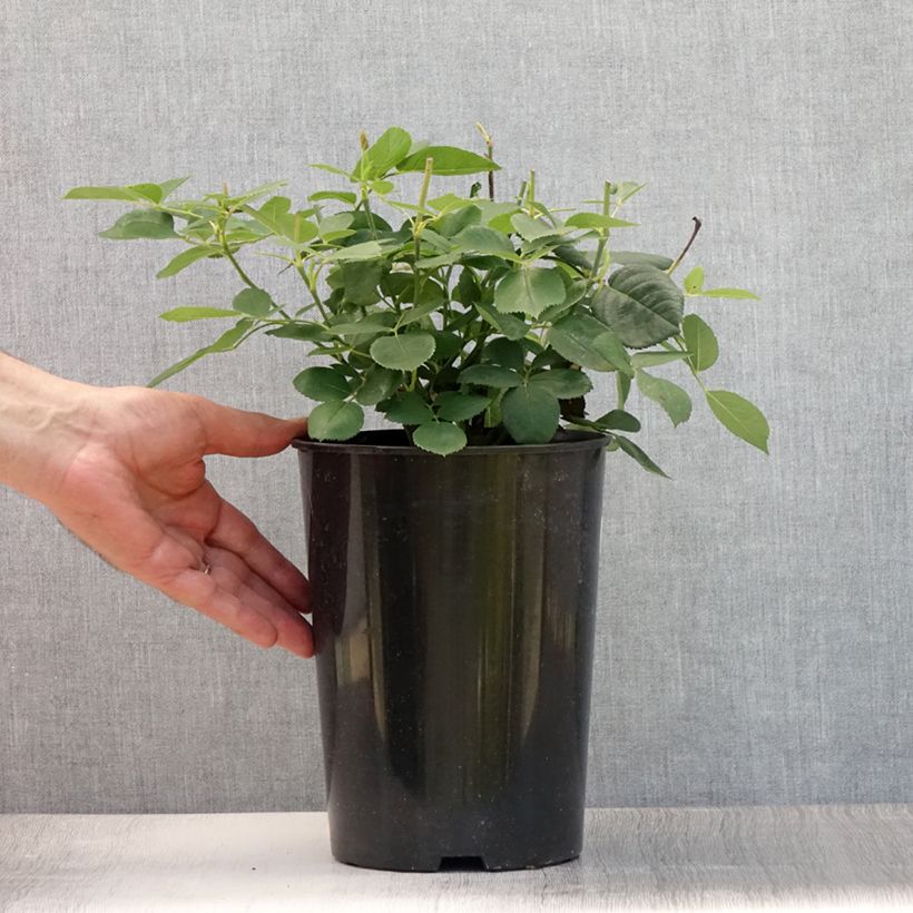 Amostra de Roseira antiga Mrs. John Laing Vaso de 4 L/5 L tal como entregue no verão