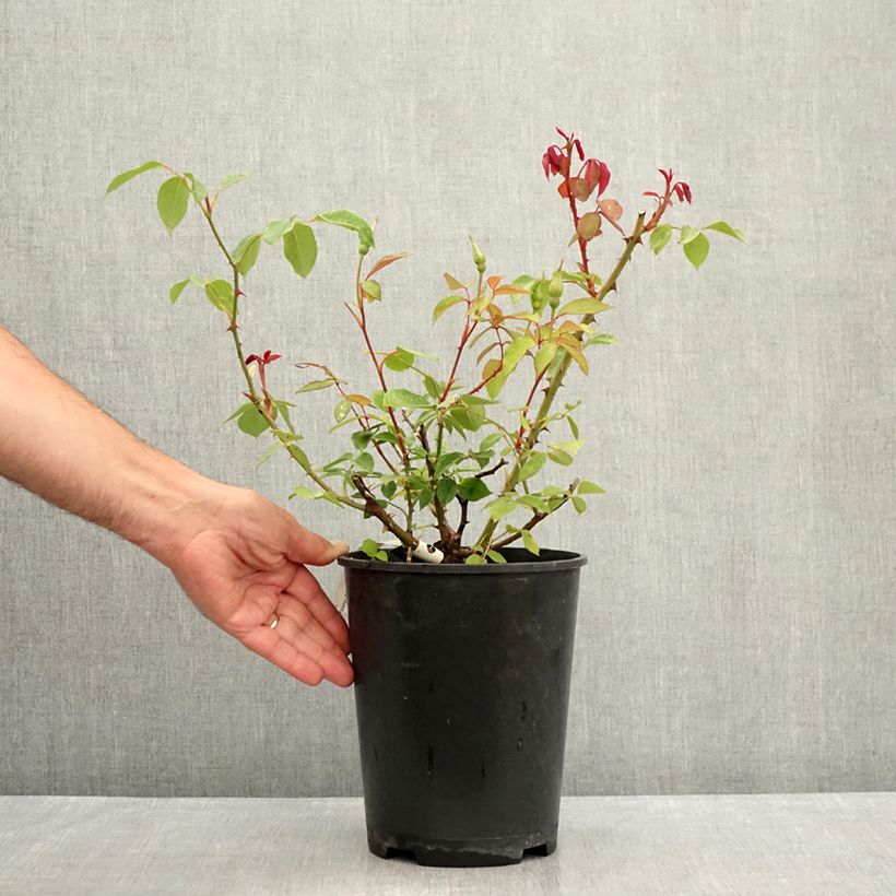 Amostra de Rosier ancien Mrs Oakley Fisher Vaso de 4 L/5 L tal como entregue no verão