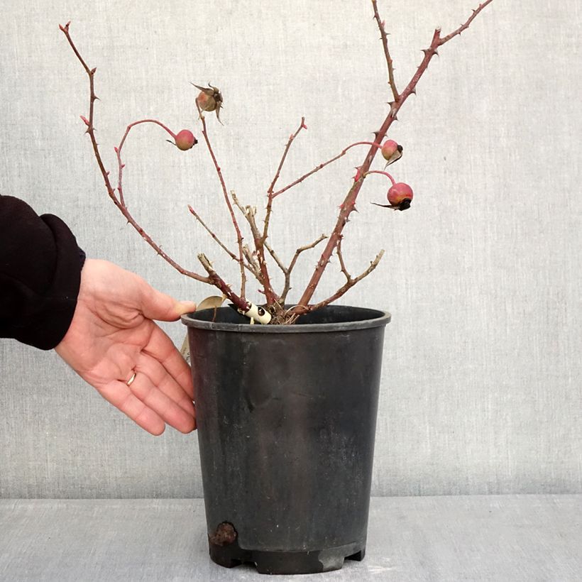 Amostra de Roseira antiga Mrs. Oakley Fisher Vaso de 4 L/5 L tal como entregue no inverno