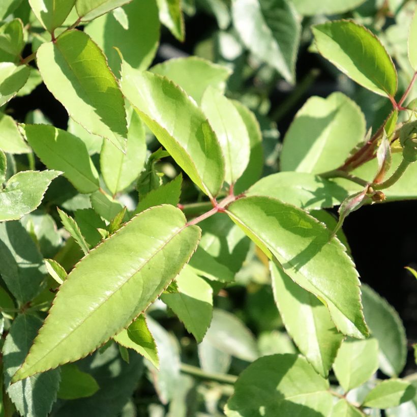 Roseira antiga Old Blush (Folhagem)