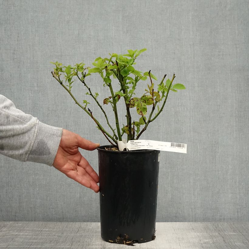 Amostra de Roseira antiga Paul Neyron Vaso de 4 L/5 L tal como entregue na primavera