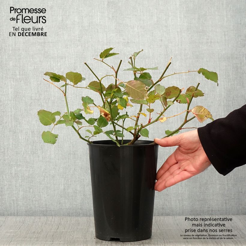 Amostra de Roseira antiga Penelope Vaso de 4 L/5 L tal como entregue no outono