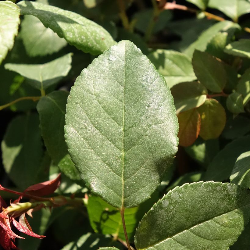 Roseira antiga Perle d'Or (Folhagem)