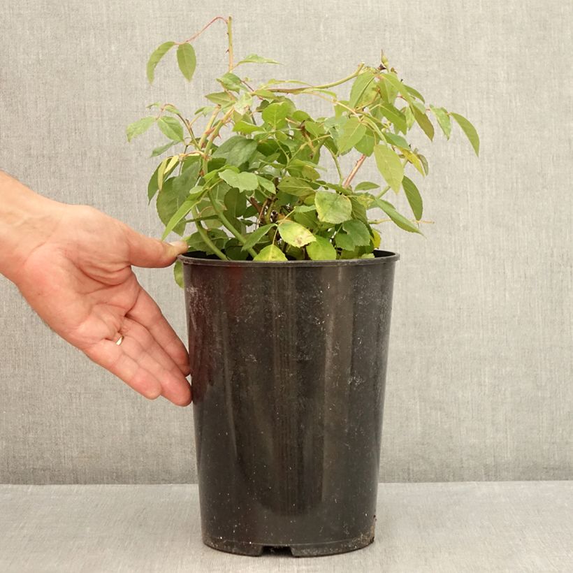 Amostra de Roseira antiga Perle d'Or Vaso de 4 L/5 L tal como entregue no verão