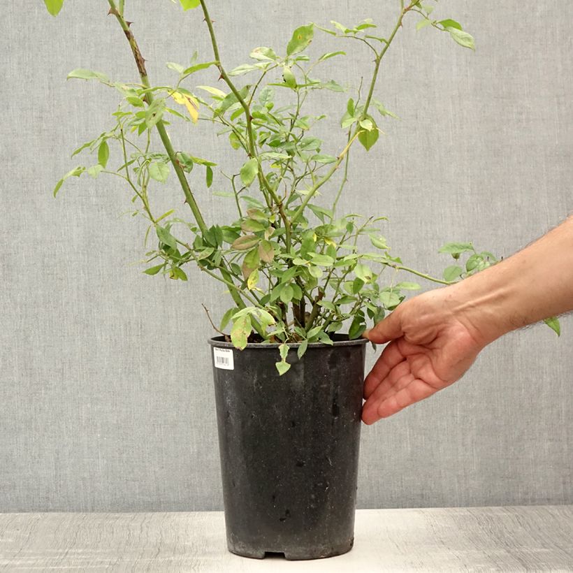Amostra de Rosa multiflora Phyllis Bide Vaso de 4 L/5 L tal como entregue no verão