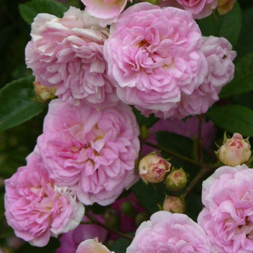 Roseira antiga Pink Ghislaine de Féligonde (Floração)