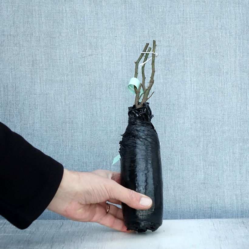 Amostra de Rosier ancien Raubritter Raízes nuas em torrão tal como entregue no inverno