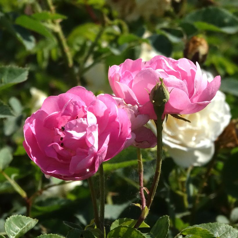 Roseira antiga Raubritter (Floração)
