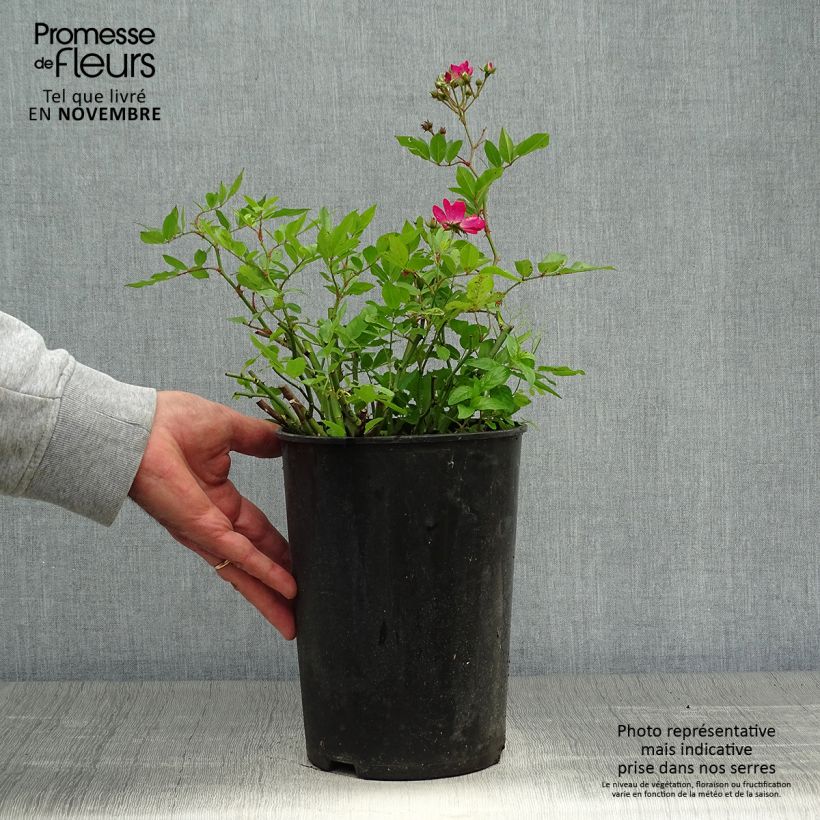 Amostra de Roseira antiga Red Ballerina Vaso de 4 L/5 L tal como entregue no outono