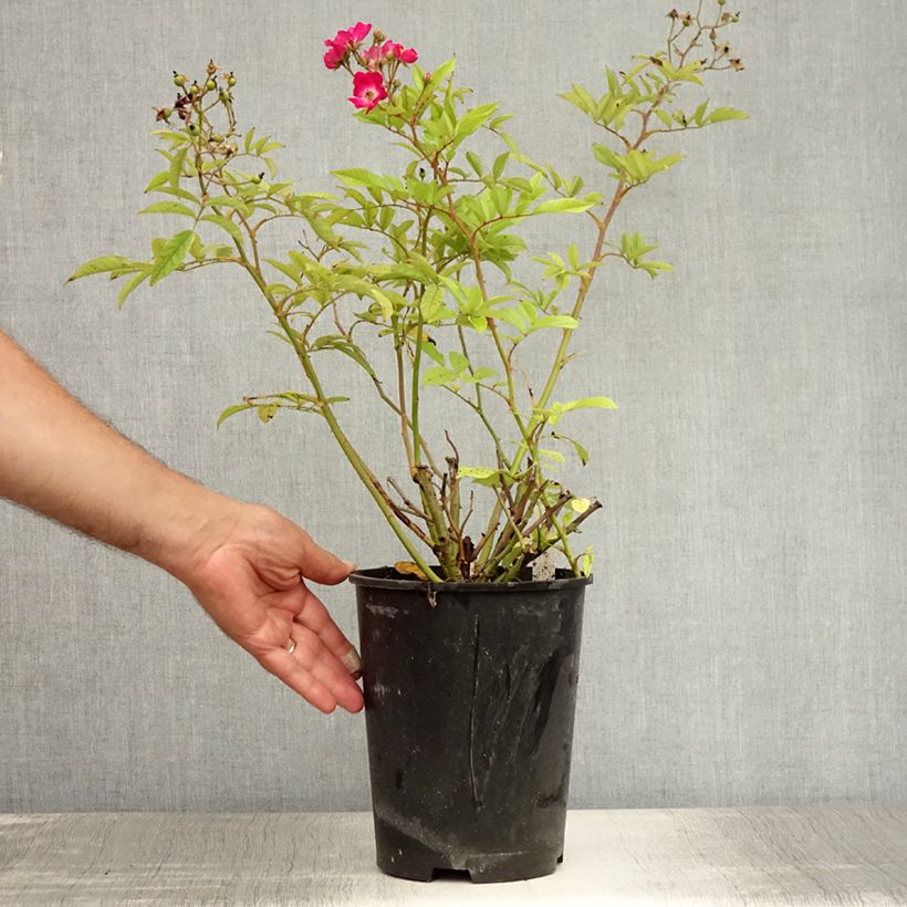 Amostra de Roseira antiga Red Ballerina Vaso de 4 L/5 L tal como entregue no verão