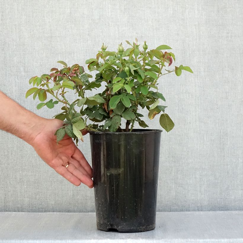 Amostra de Roseira antiga Rose de Rescht Vaso de 4 L/5 L tal como entregue no verão