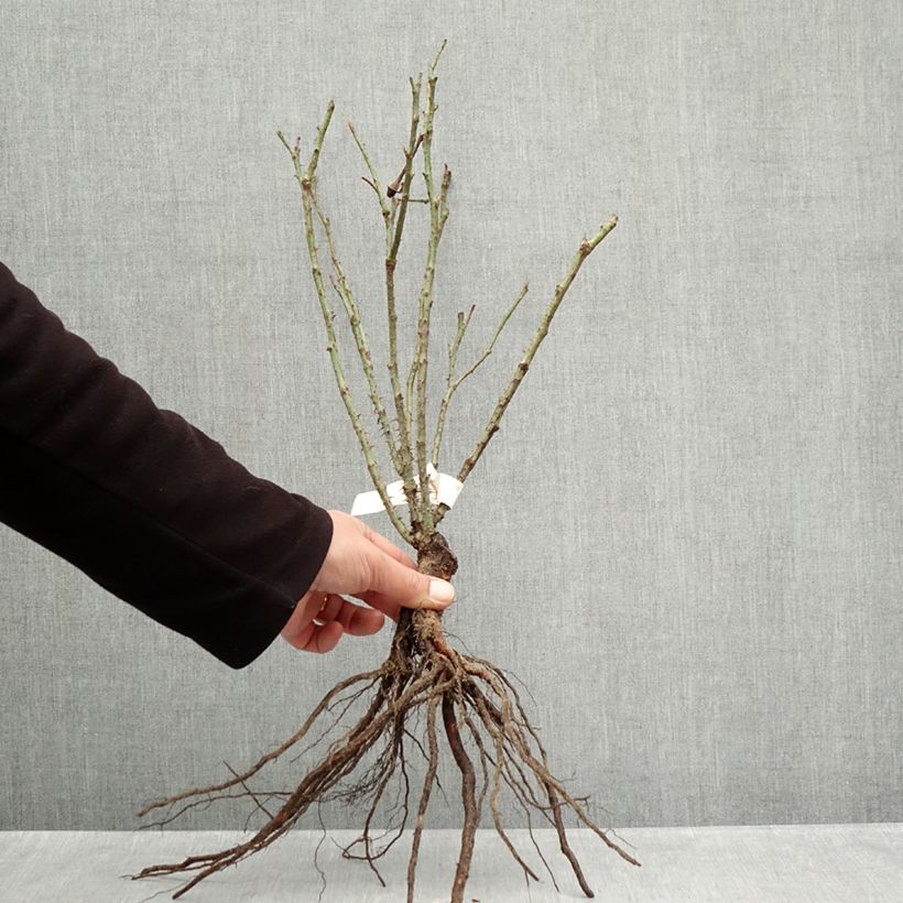 Amostra de Roseira antiga Rose de Rescht Raízes nuas tal como entregue no inverno
