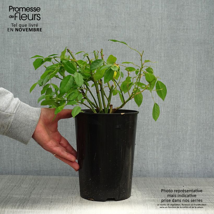 Amostra de Roseira antiga Sally Holmes Vaso de 3 L/4 L tal como entregue no outono
