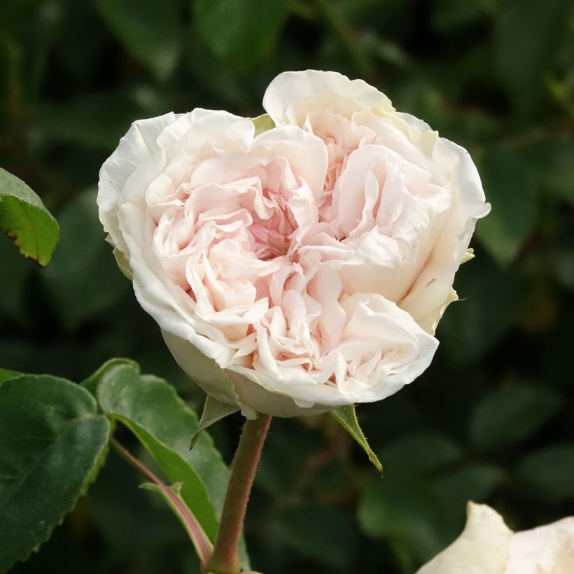 Roseira antiga Souvenir de la malmaison (Floração)