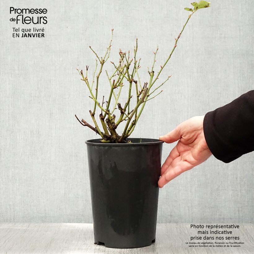 Amostra de Roseira antiga Souvenir du Docteur Jamain Vaso de 4 L/5 L tal como entregue no inverno