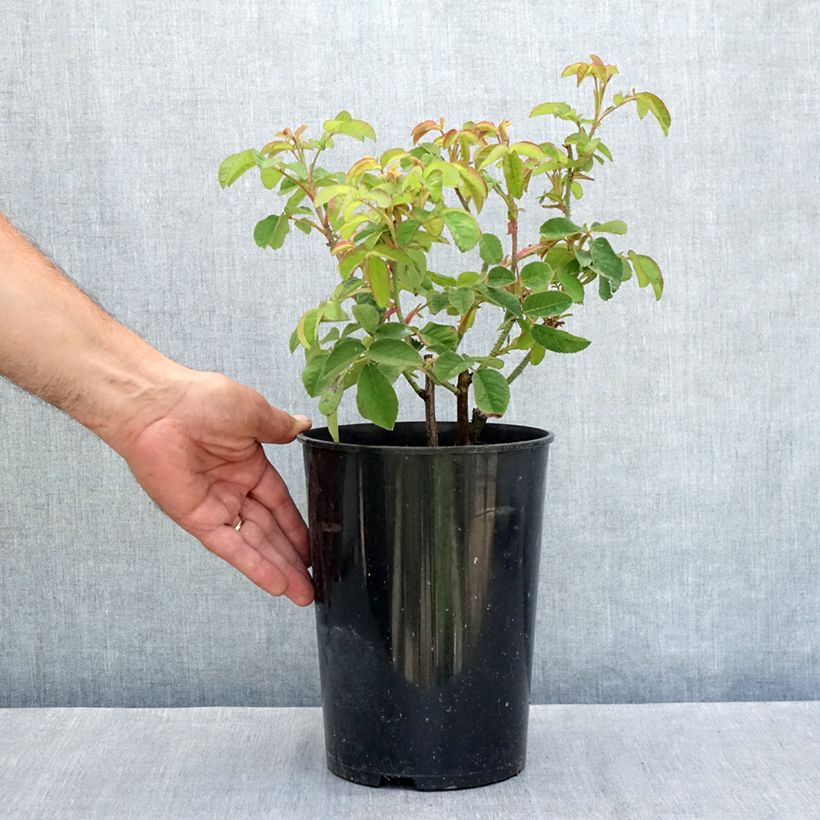 Amostra de Rosa gallica Tuscany Superb Vaso de 4 L/5 L tal como entregue no verão