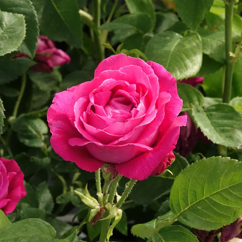 Roseira antiga Ulrich Brunner Fils (Floração)