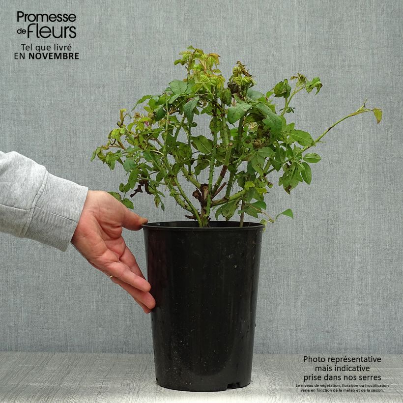 Amostra de Roseira antiga Variegata di Bologna Vaso de 4 L/5 L tal como entregue no outono