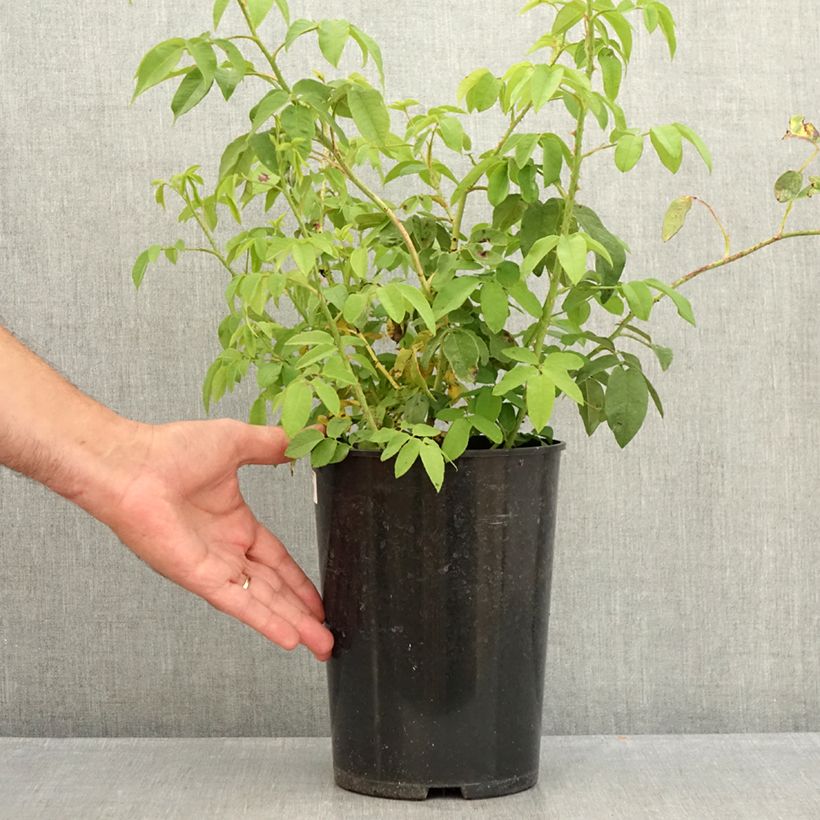 Amostra de Roseira antiga Variegata di Bologna Vaso de 4 L/5 L tal como entregue no verão