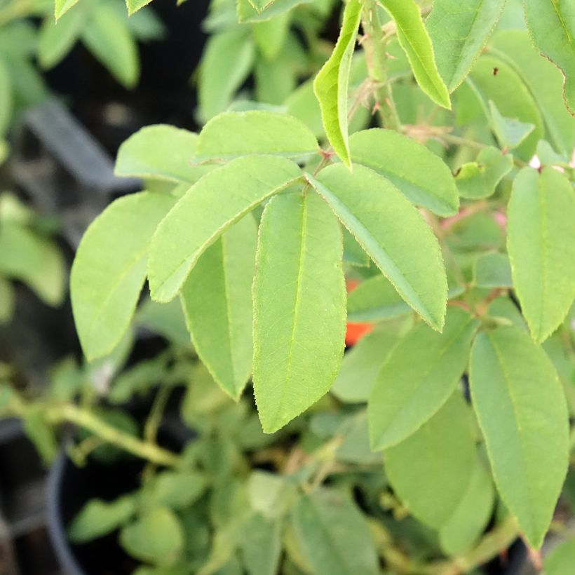 Roseira antiga Variegata di Bologna (Folhagem)