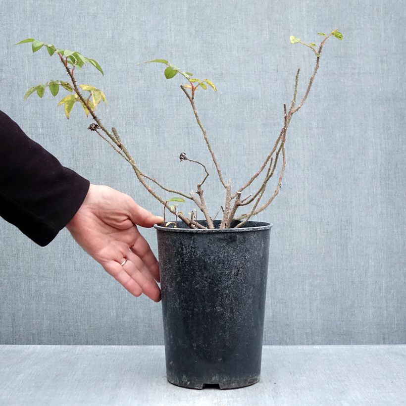 Amostra de Rosa centifolia muscosa William Lobb - Roseira antiga Vaso de 4 L/5 L tal como entregue no outono