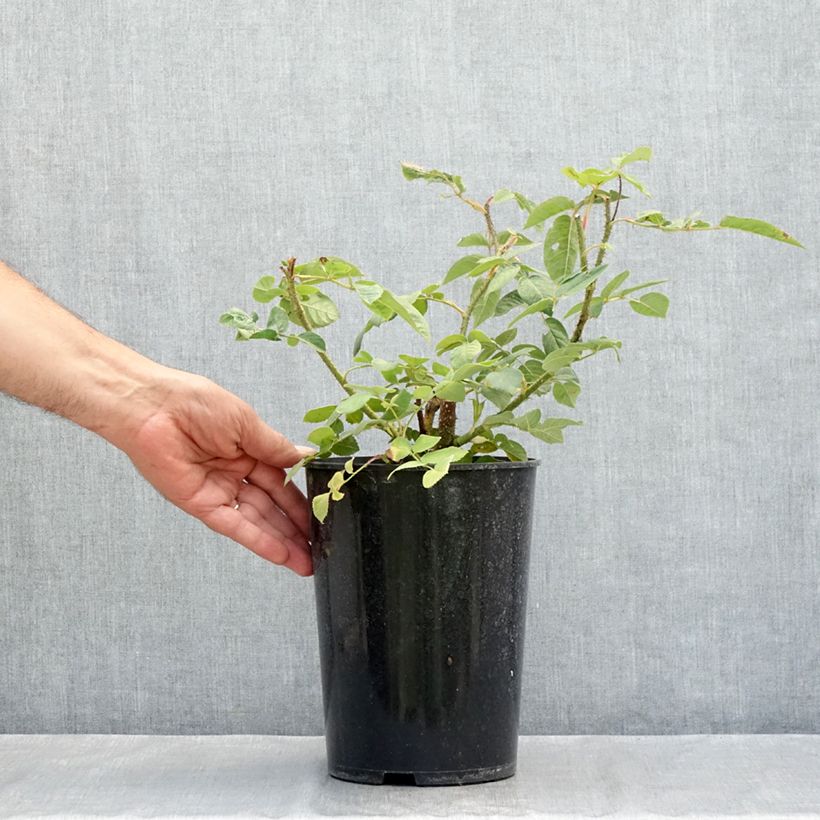 Amostra de Rosa centifolia muscosa William Lobb - Roseira antiga Vaso de 4 L/5 L tal como entregue no verão