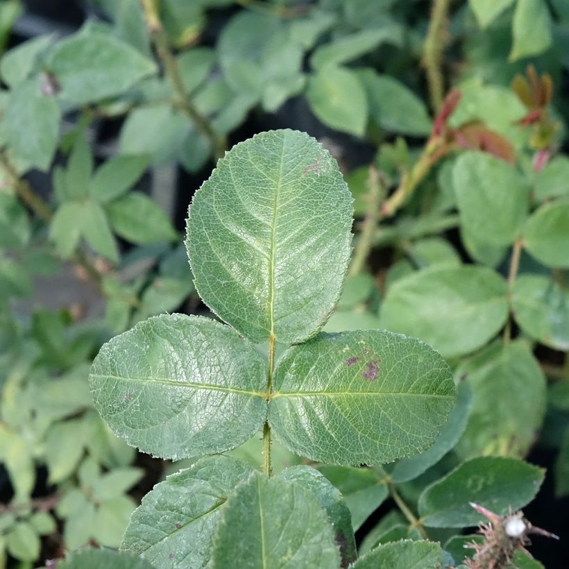Rosa centifolia muscosa William Lobb - Roseira antiga (Folhagem)