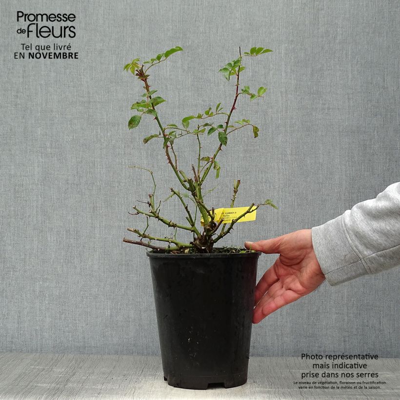 Amostra de Rosier anglais English Legend Covent Garden Pot de 4L/5L tal como entregue no outono