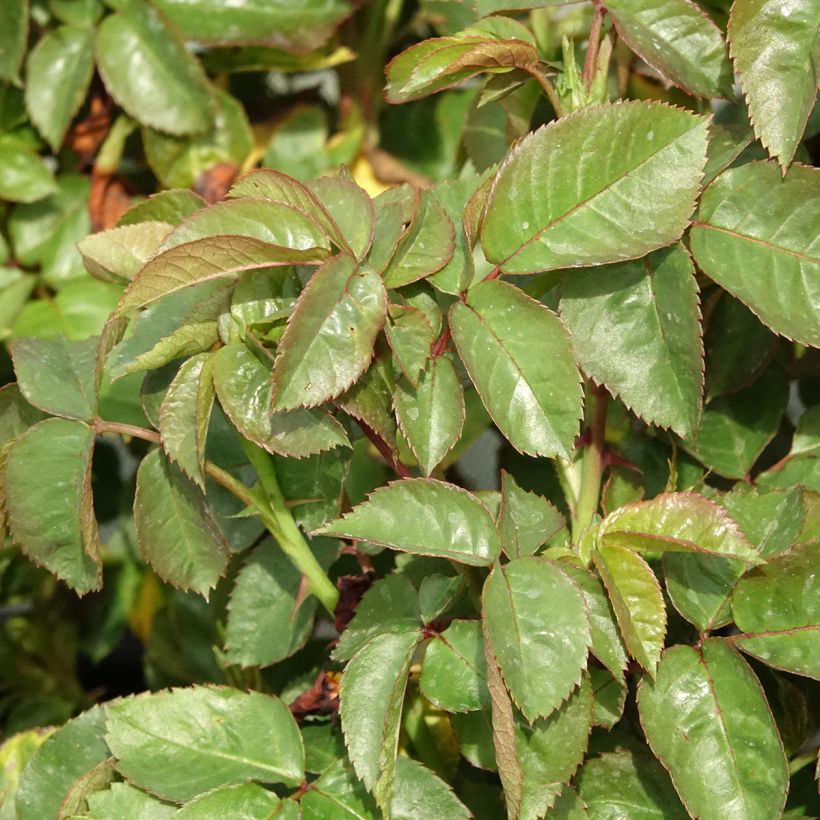 Roseira inglesa Hamlet (Folhagem)