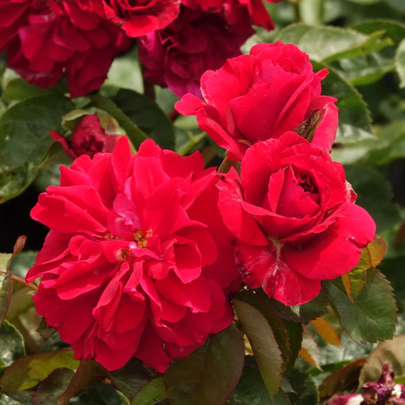 Roseira inglesa Hamlet (Floração)