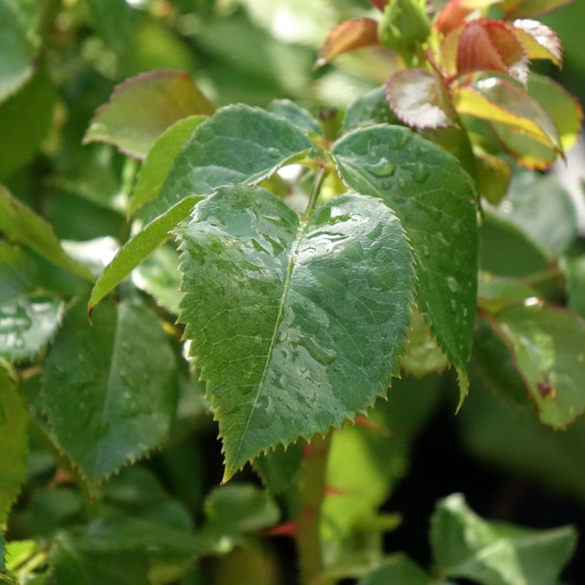 Roseira inglesa Amber Abundance (Hyde Park) (Folhagem)