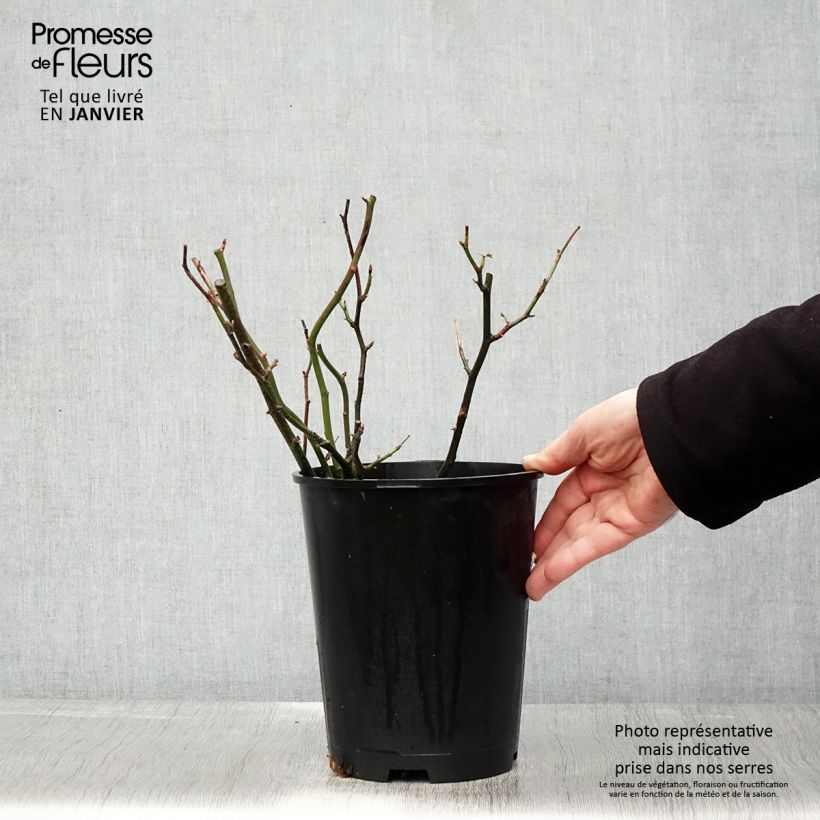 Amostra de Roseira inglesa Amber Abundance (Hyde Park) Vaso de 4 L/5 L tal como entregue no inverno