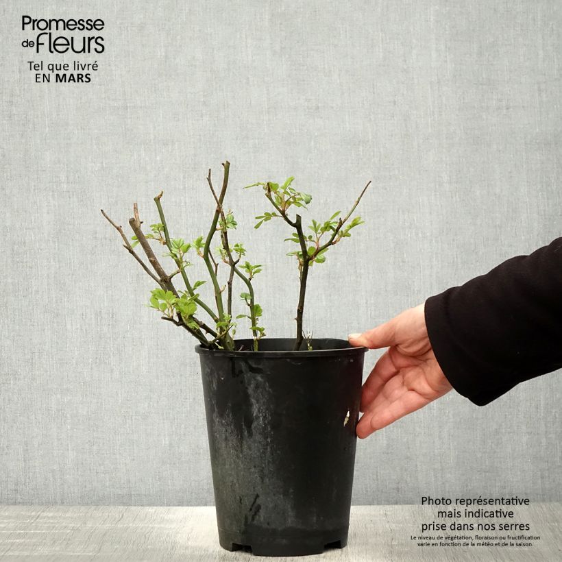 Amostra de Roseira inglesa Amber Abundance (Hyde Park) Vaso de 4 L/5 L tal como entregue na primavera