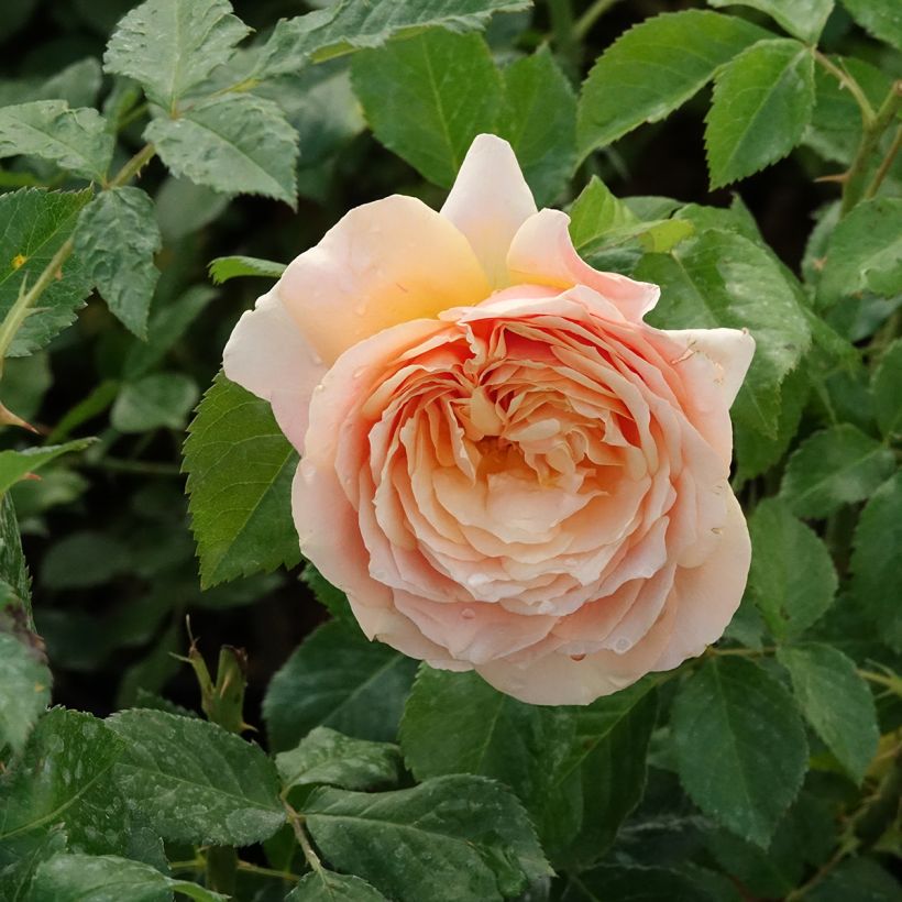 Roseira inglesa Sherlock Holmes (Floração)